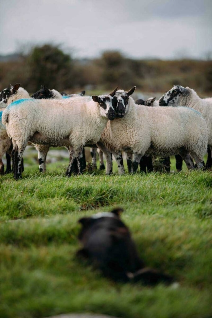 Sheepdog -visit ireland